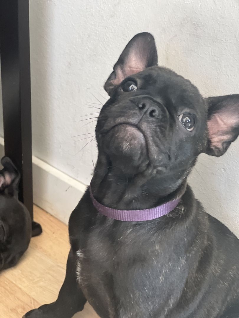 Französische Bulldoggen Welpen Abholbereit! Frei atmend