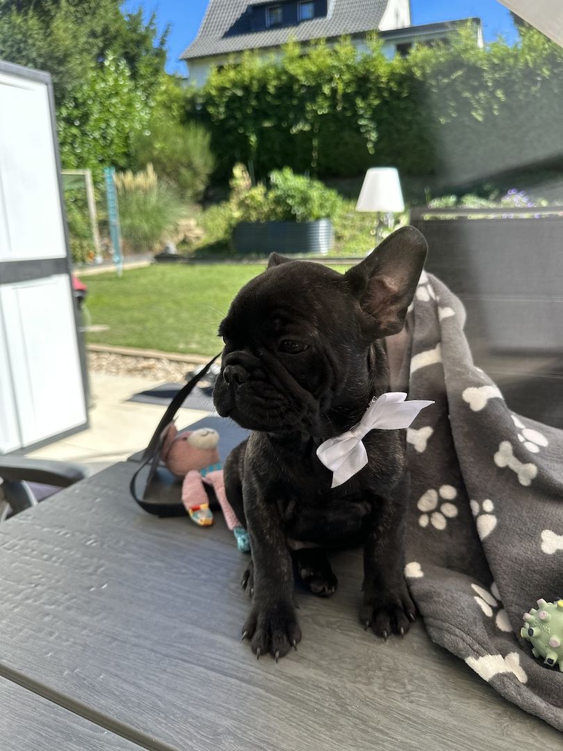 Französische Bulldoggen Welpen Abholbereit! Frei atmend