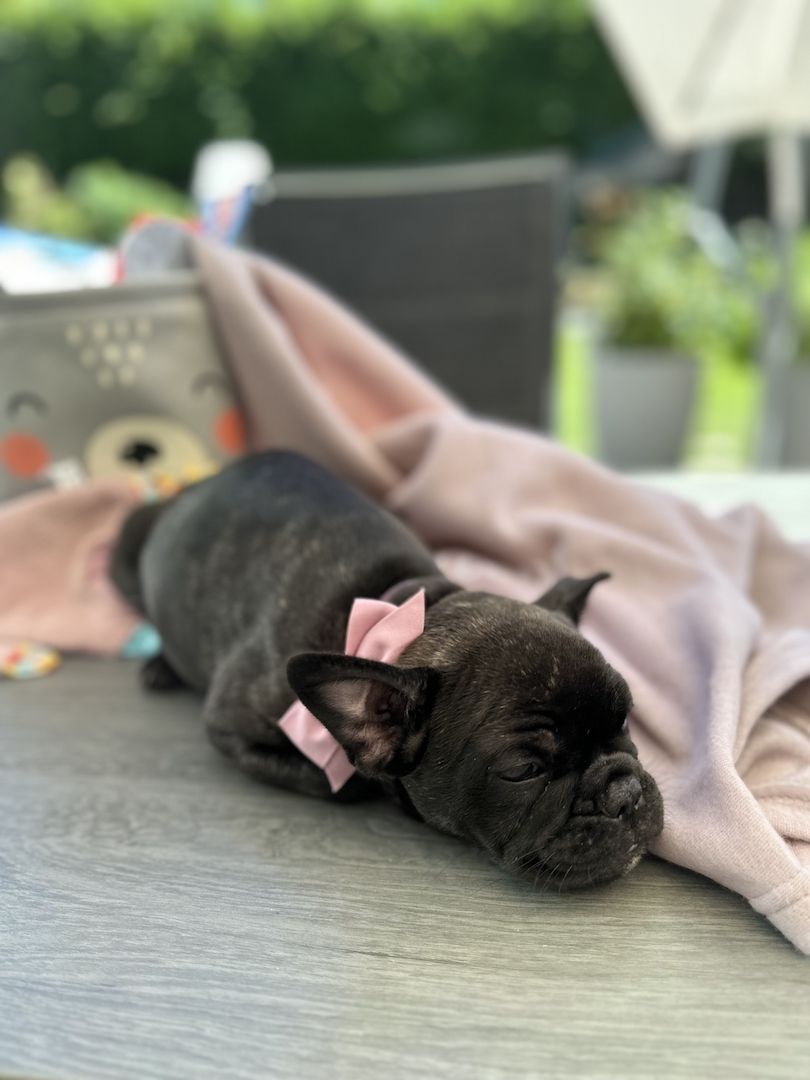 Französische Bulldoggen Welpen Abholbereit! Frei atmend