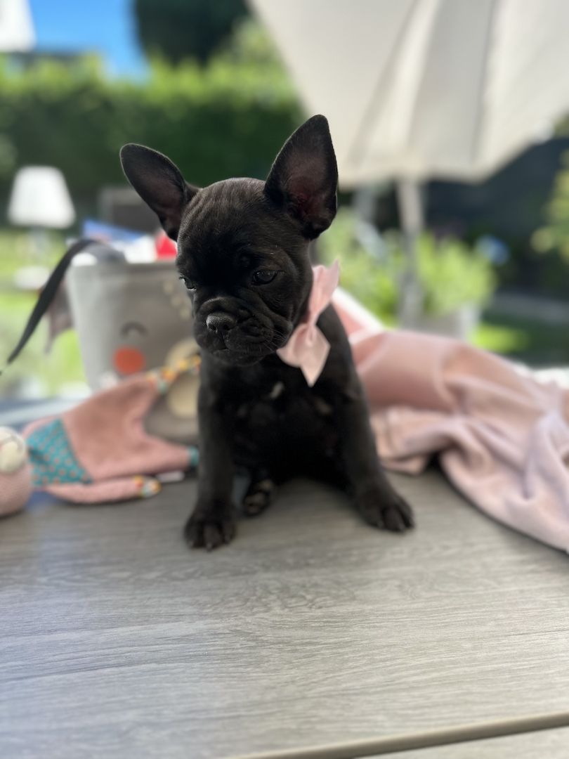 Französische Bulldoggen Welpen Abholbereit! Frei atmend