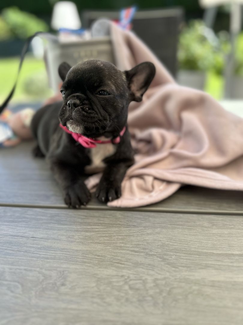 Französische Bulldoggen Welpen Abholbereit! Frei atmend