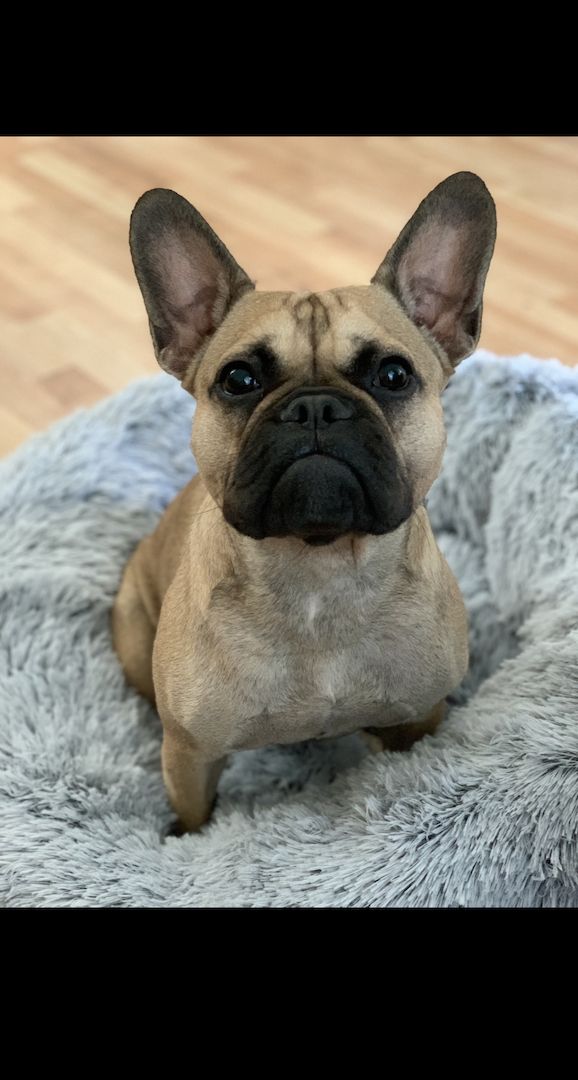 Französische Bulldoggen Welpen Abholbereit! Frei atmend