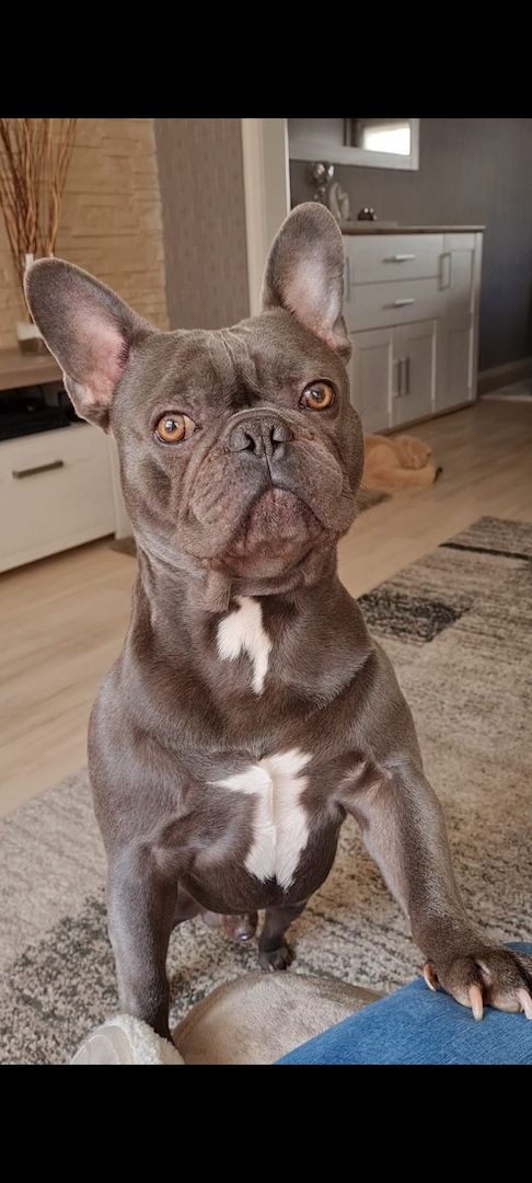 Französische Bulldoggen Welpen Abholbereit! Frei atmend