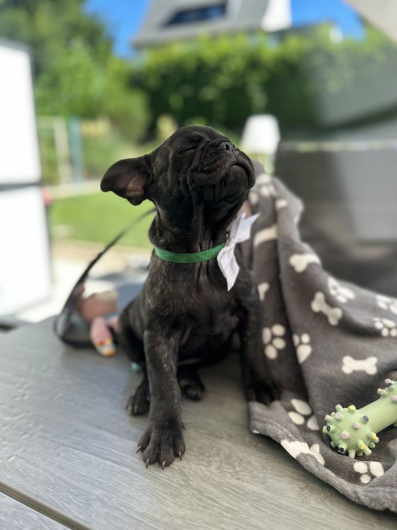 Französische Bulldoggen Welpen Abholbereit! Frei atmend