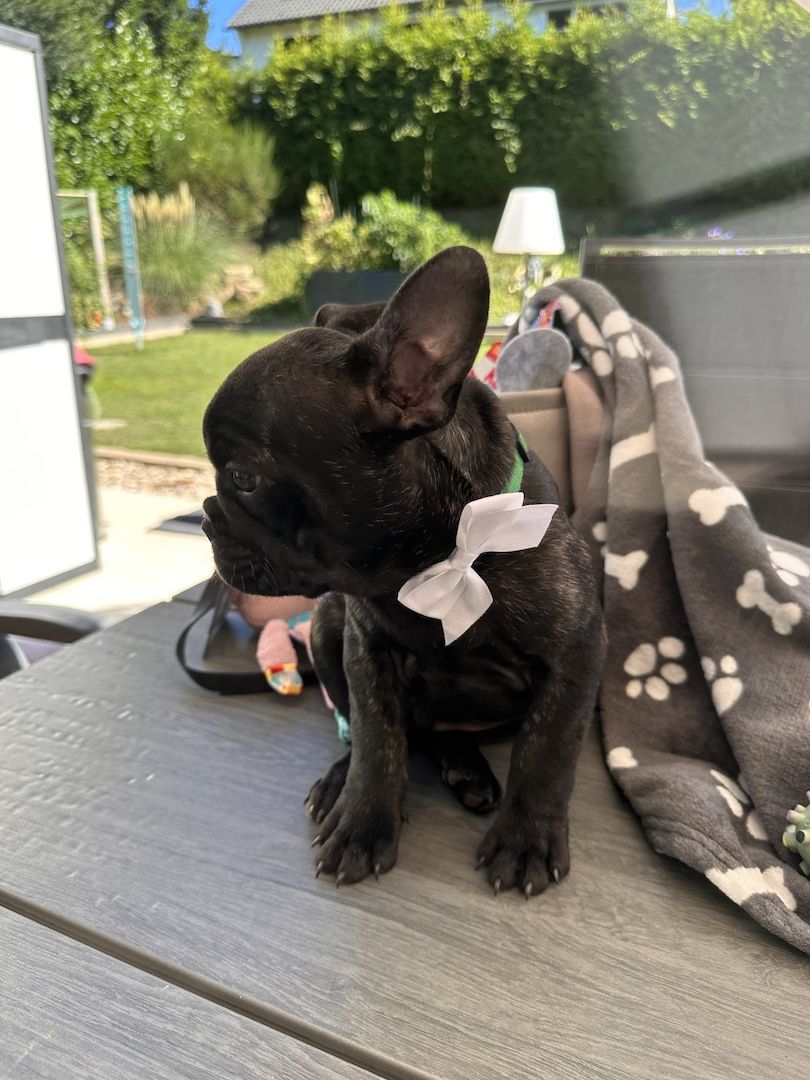 Französische Bulldoggen Welpen Abholbereit! Frei atmend