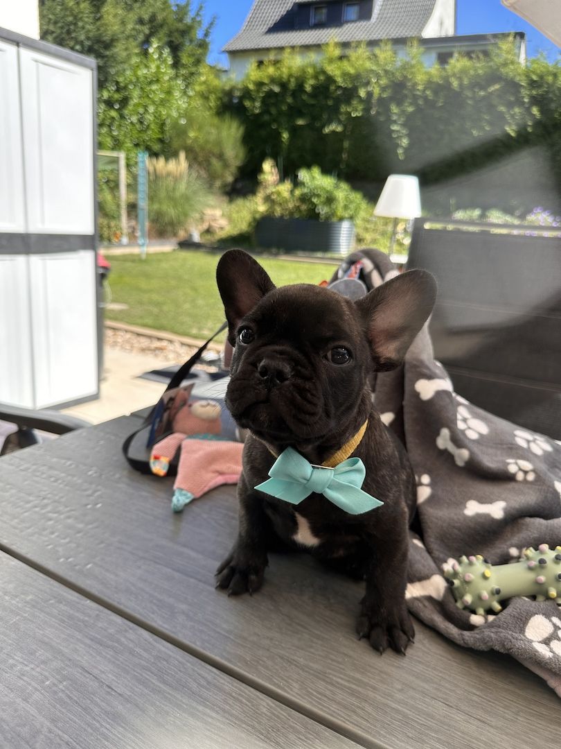 Französische Bulldoggen Welpen Abholbereit! Frei atmend
