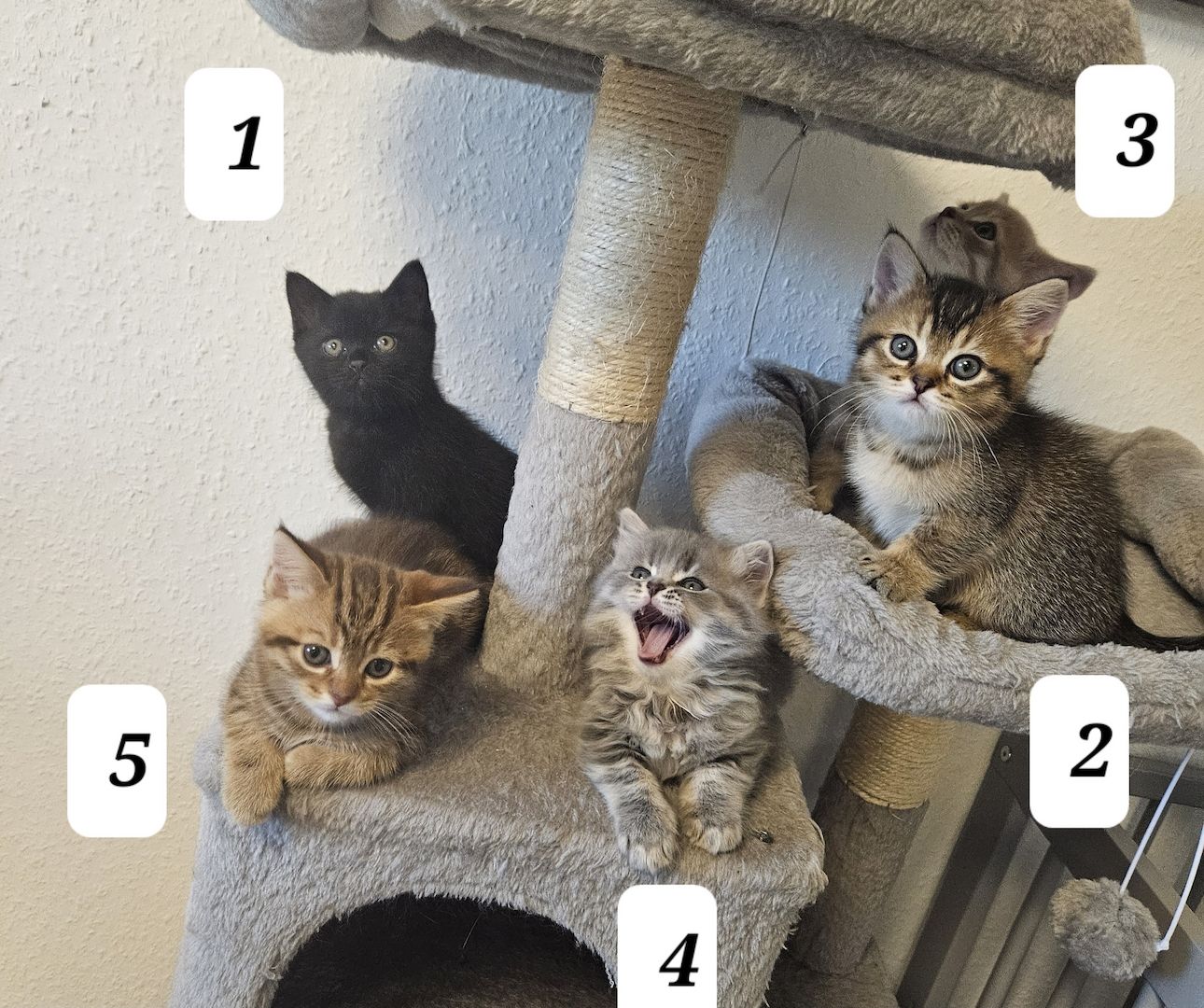 3 zuckersüße Kitten