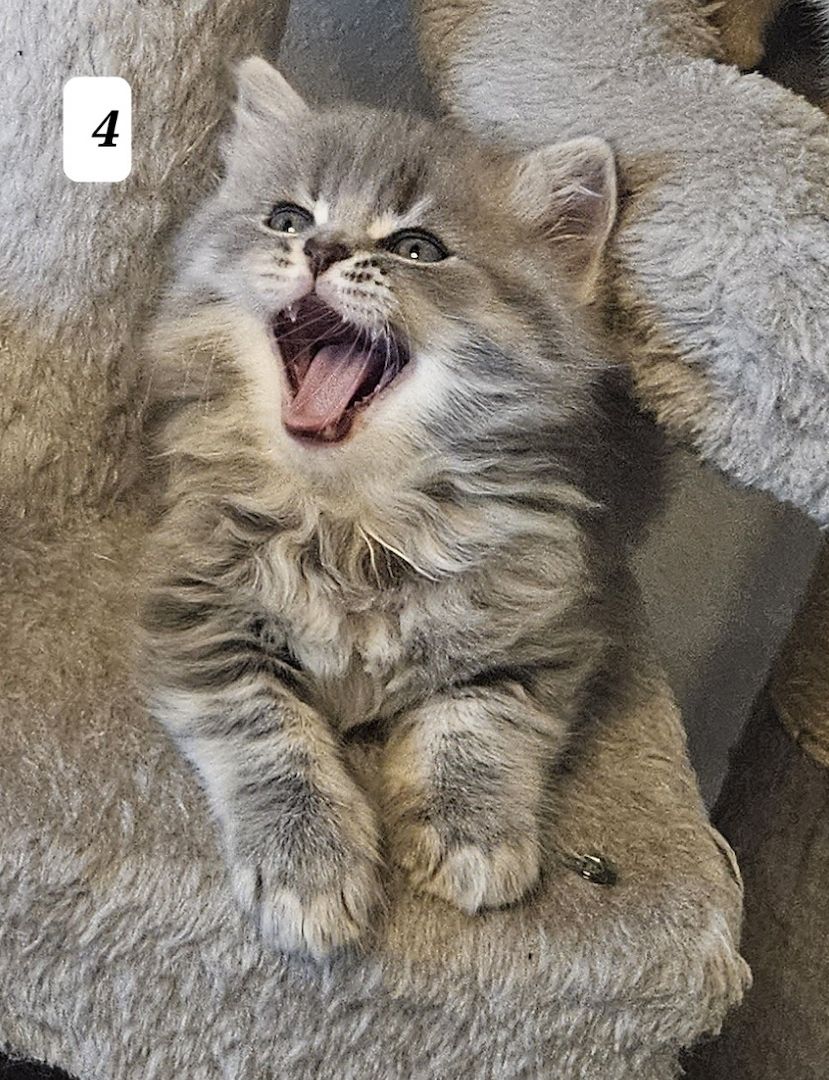 3 zuckersüße Kitten