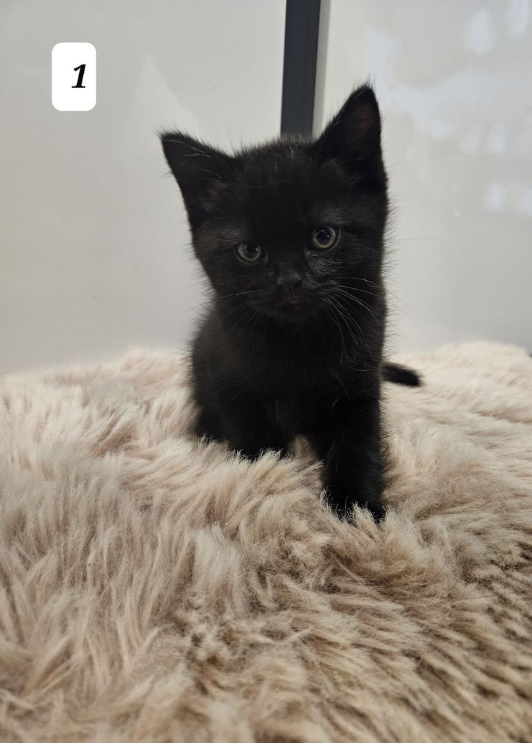 3 zuckersüße Kitten