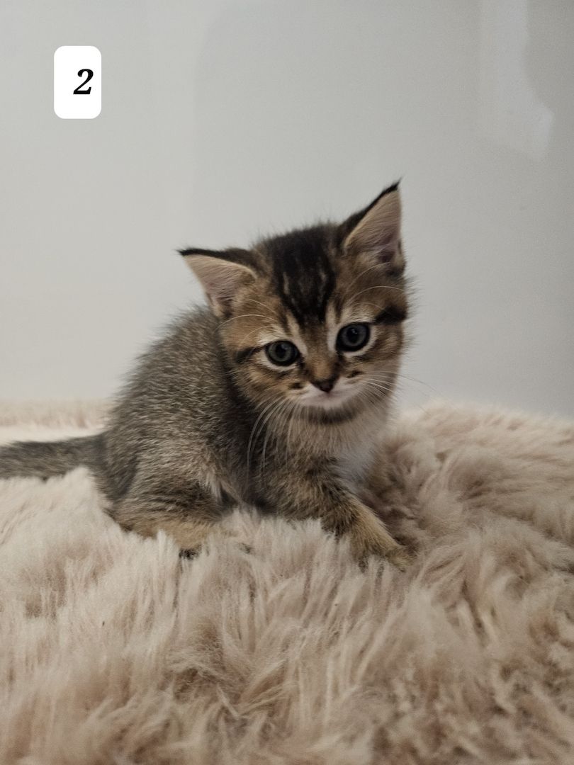 3 zuckersüße Kitten