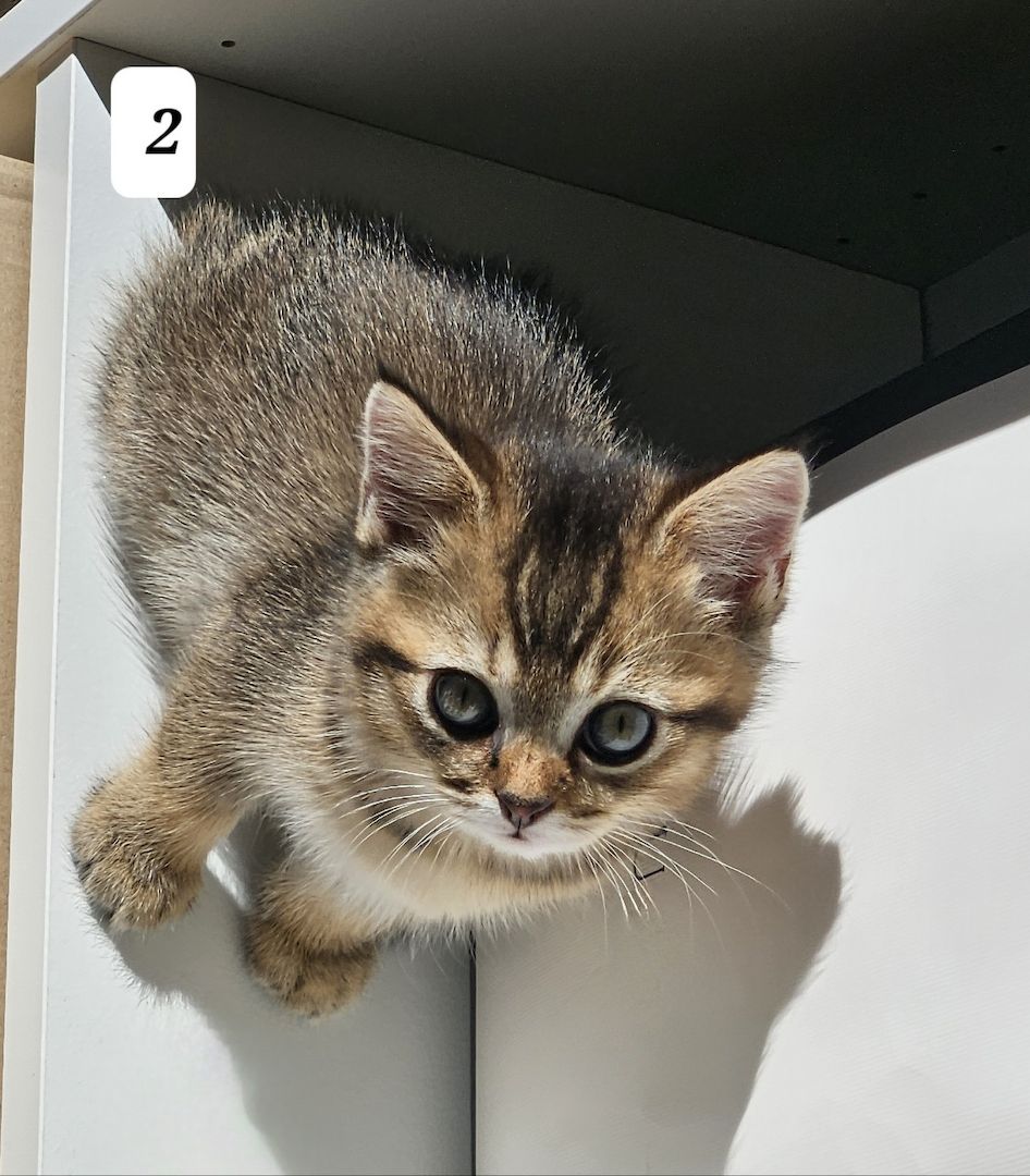 3 zuckersüße Kitten