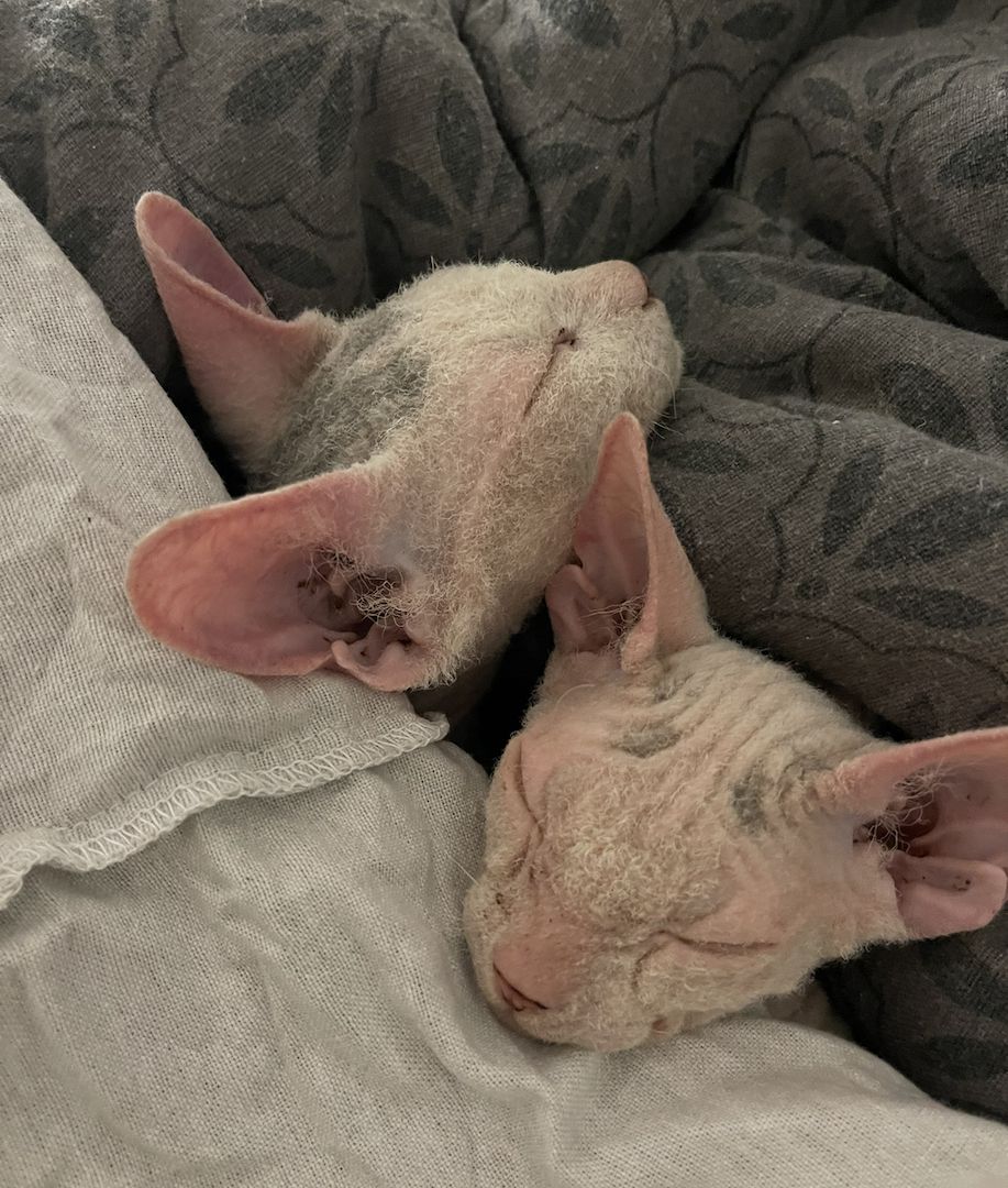 Sphynxkatze Sphynxkater sphynx