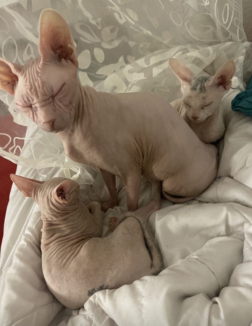 Sphynxkatze Sphynxkater sphynx