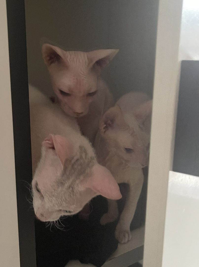 Sphynxkatze Sphynxkater sphynx