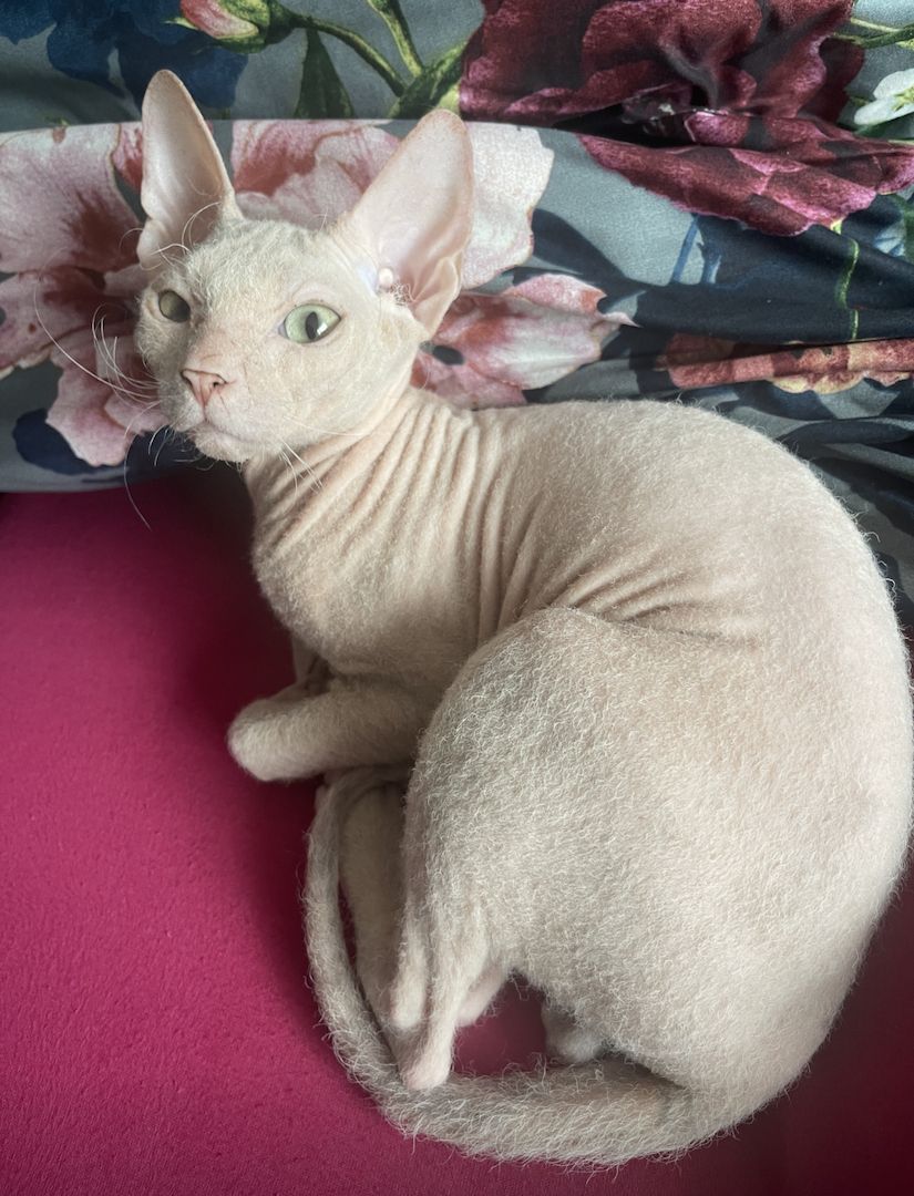Sphynxkatze Sphynxkater sphynx