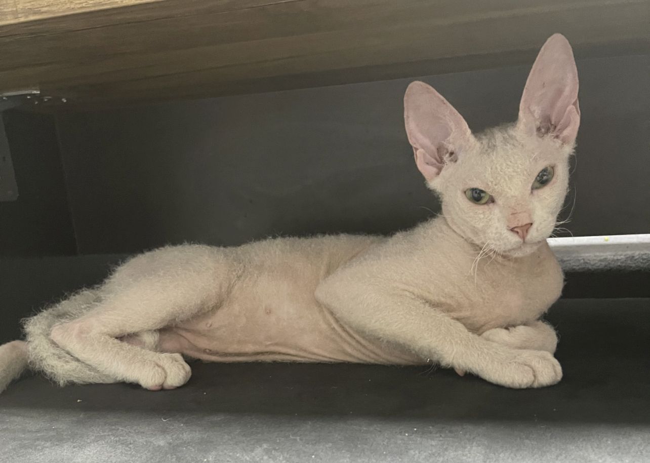 Sphynxkatze Sphynxkater sphynx