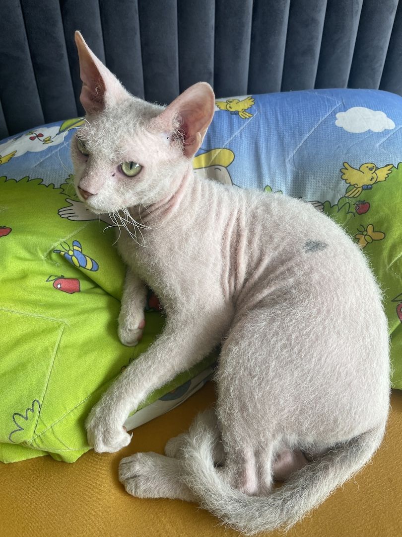 Sphynxkatze Sphynxkater sphynx