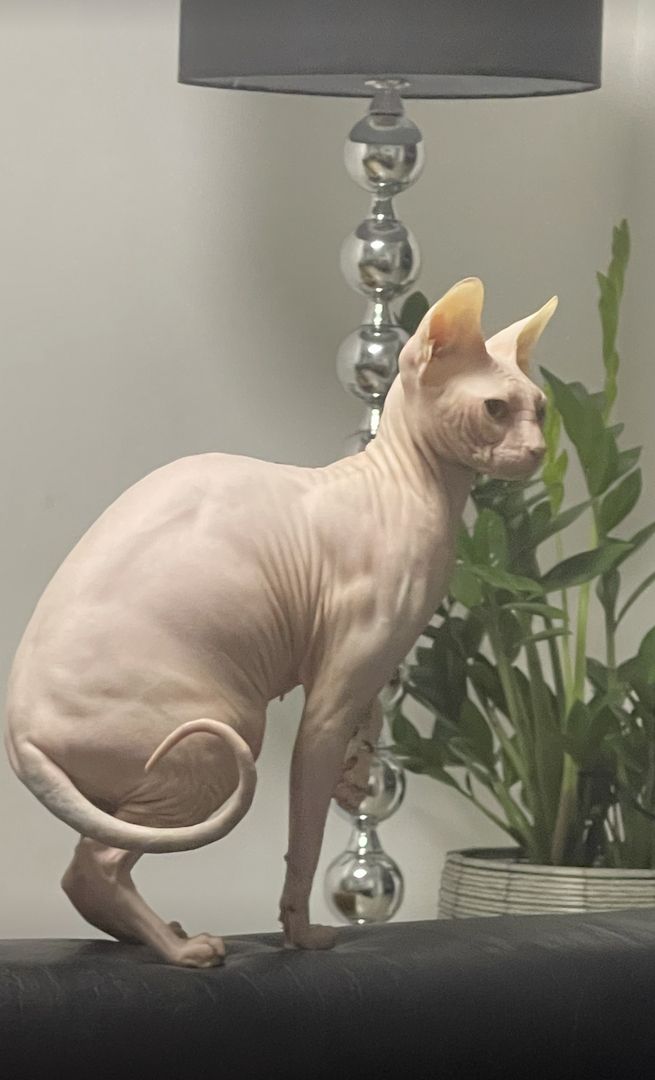 Sphynxkatze Sphynxkater sphynx