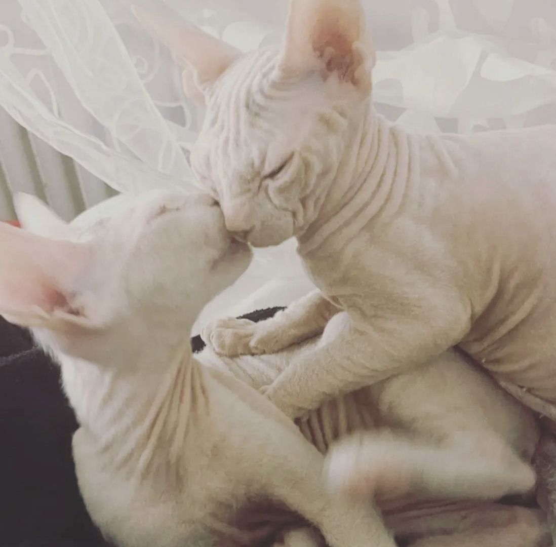 Sphynxkatze Sphynxkater sphynx