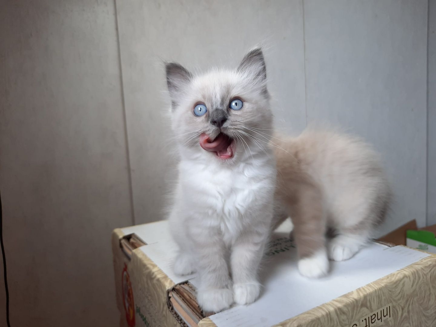 Flauschige Ragdoll Kitten, mitted (traditionell nach Anne Baker) Flauschige Ragdoll Kitten, mitted (traditionell nach Anne Baker)