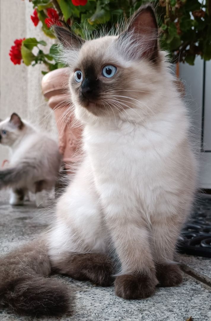 Flauschige Ragdoll Kitten, mitted (traditionell nach Anne Baker) Flauschige Ragdoll Kitten, mitted (traditionell nach Anne Baker)