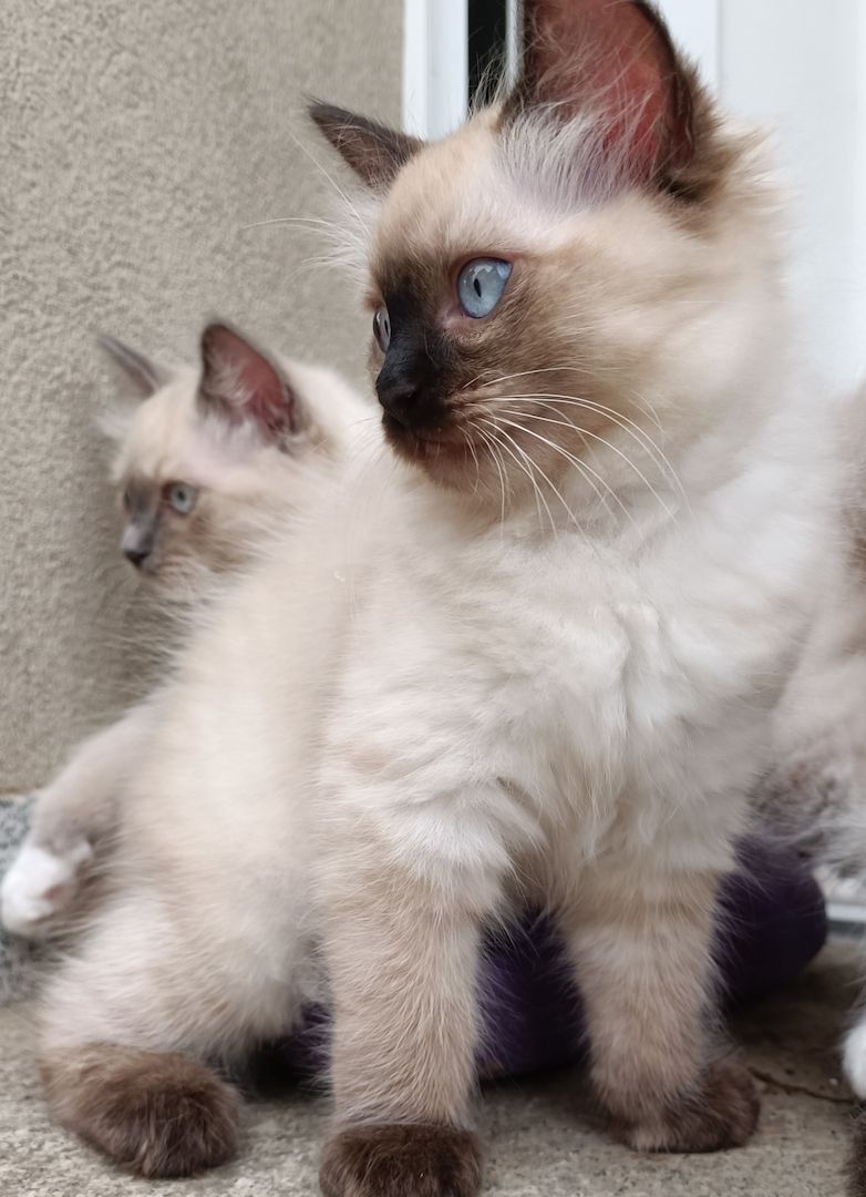 Flauschige Ragdoll Kitten, mitted (traditionell nach Anne Baker) Flauschige Ragdoll Kitten, mitted (traditionell nach Anne Baker)