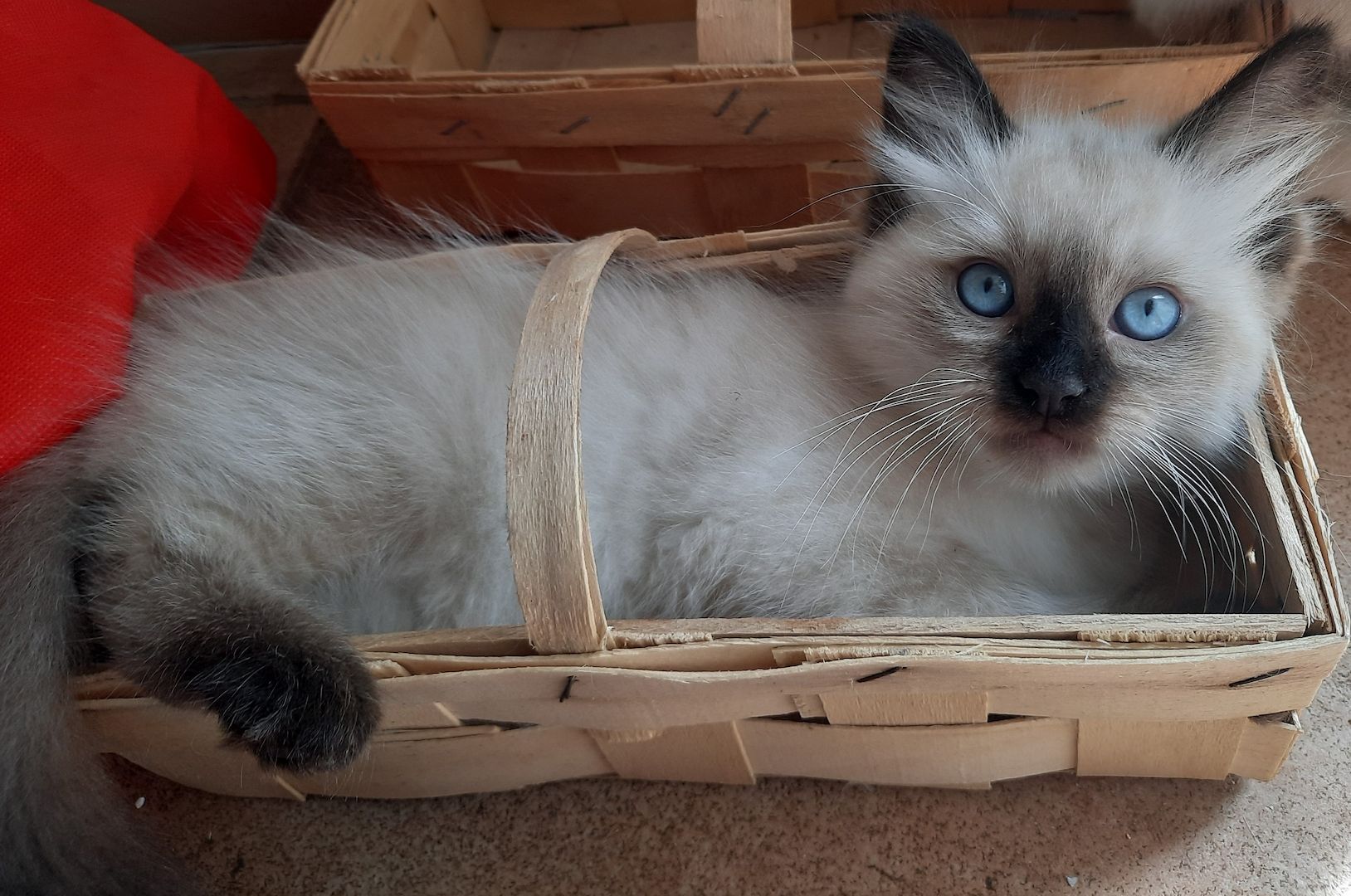 Flauschige Ragdoll Kitten, mitted (traditionell nach Anne Baker) Flauschige Ragdoll Kitten, mitted (traditionell nach Anne Baker)
