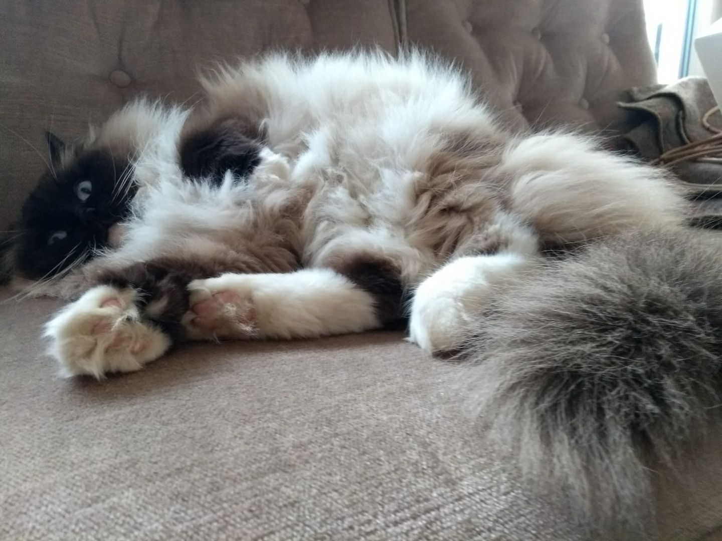 Flauschige Ragdoll Kitten, mitted (traditionell nach Anne Baker) Flauschige Ragdoll Kitten, mitted (traditionell nach Anne Baker)