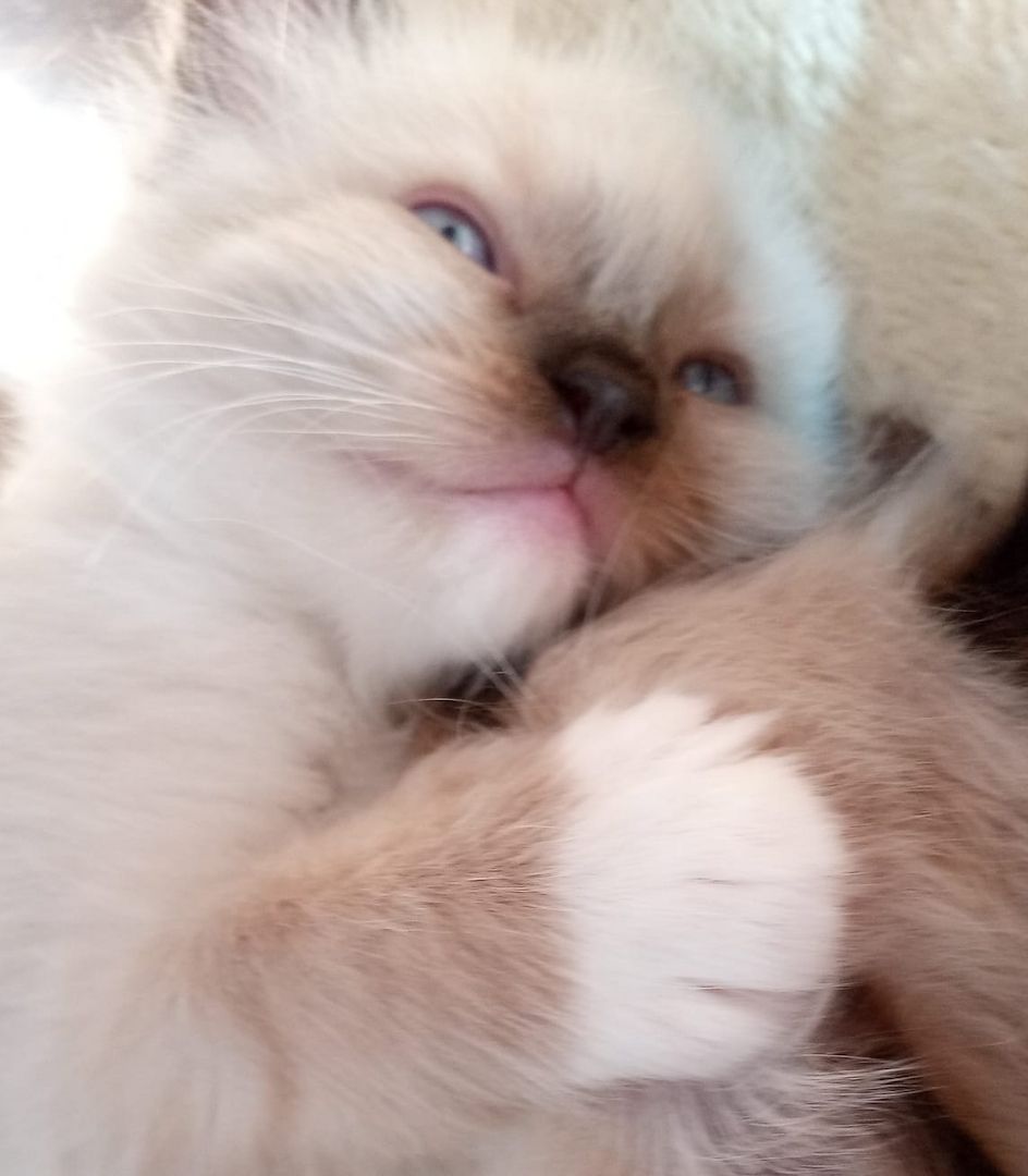 Flauschige Ragdoll Kitten, mitted (traditionell nach Anne Baker) Flauschige Ragdoll Kitten, mitted (traditionell nach Anne Baker)