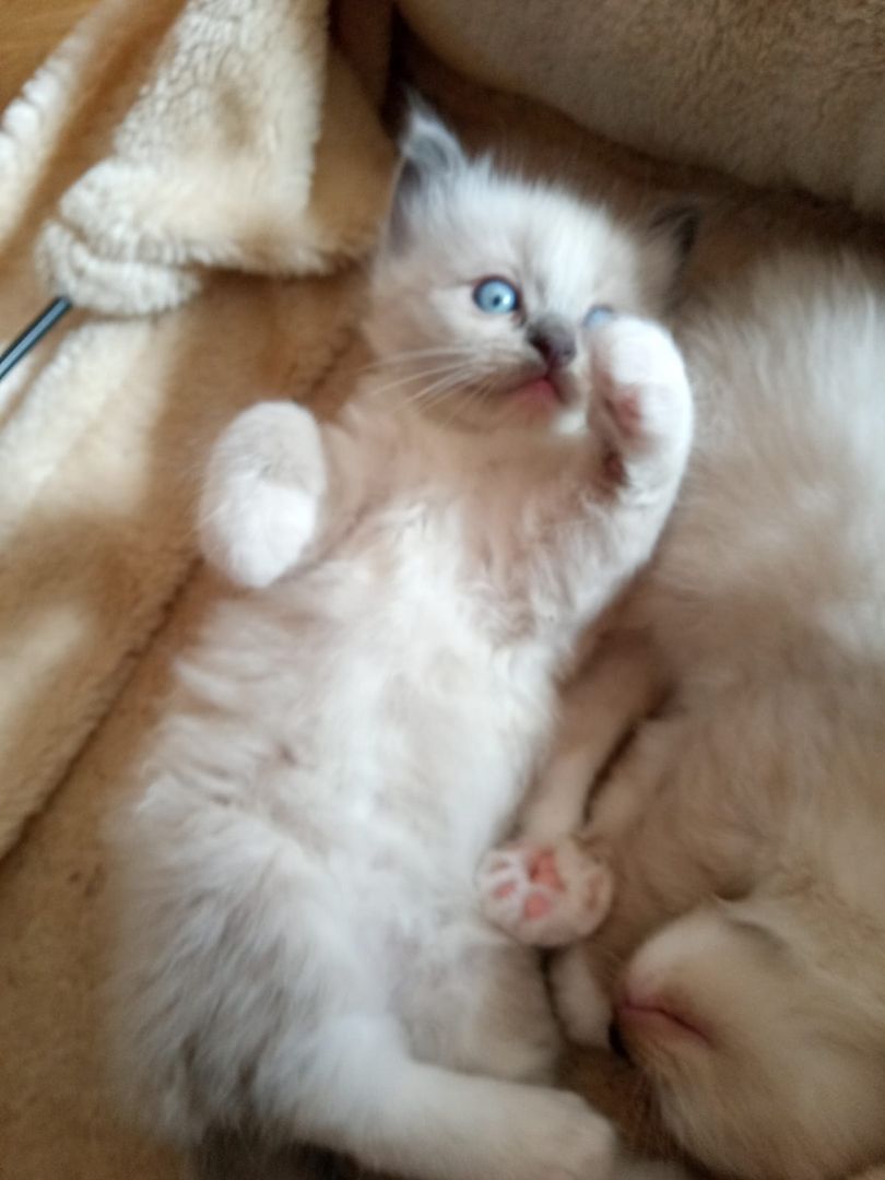 Flauschige Ragdoll Kitten, mitted (traditionell nach Anne Baker) Flauschige Ragdoll Kitten, mitted (traditionell nach Anne Baker)
