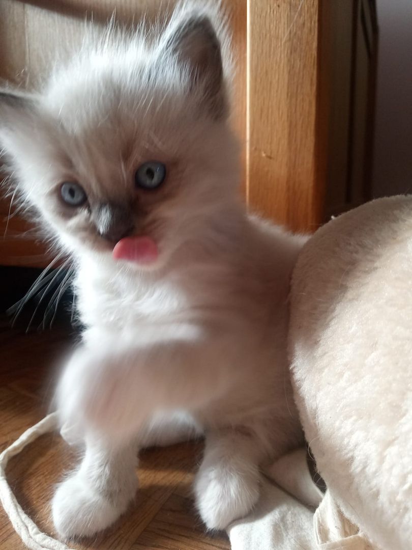 Flauschige Ragdoll Kitten, mitted (traditionell nach Anne Baker) Flauschige Ragdoll Kitten, mitted (traditionell nach Anne Baker)