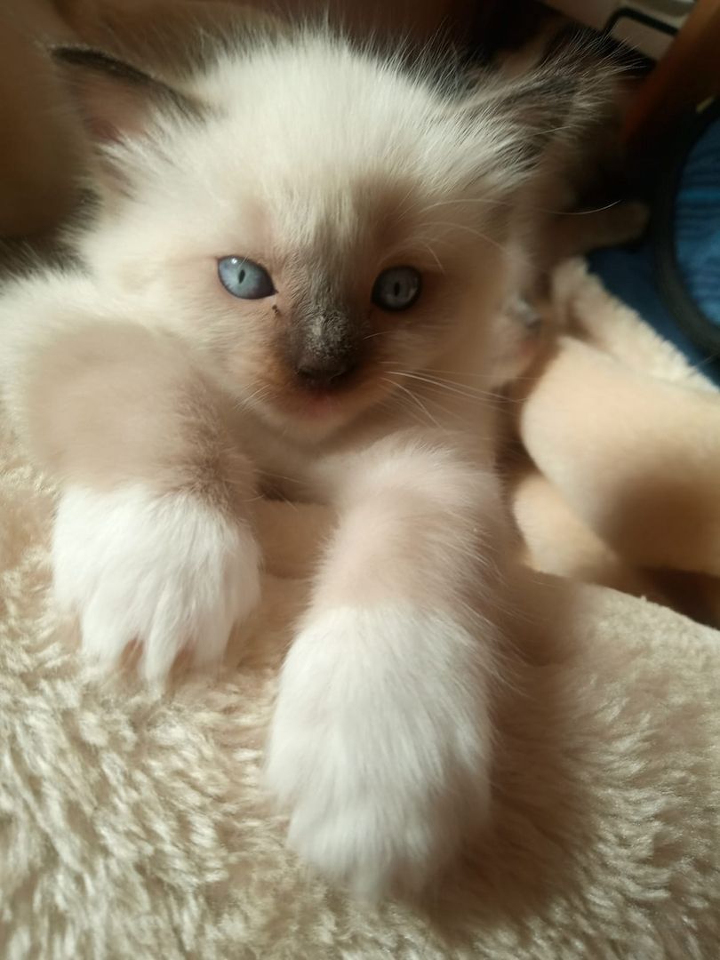 Flauschige Ragdoll Kitten, mitted (traditionell nach Anne Baker) Flauschige Ragdoll Kitten, mitted (traditionell nach Anne Baker)