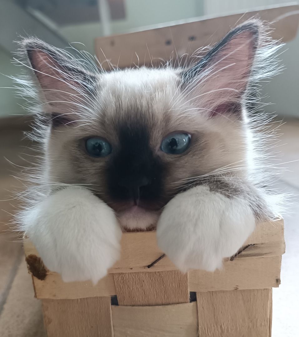 Flauschige Ragdoll Kitten, mitted (traditionell nach Anne Baker) Flauschige Ragdoll Kitten, mitted (traditionell nach Anne Baker)