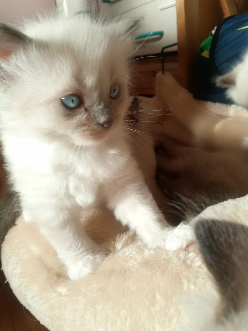 Flauschige Ragdoll Kitten, mitted (traditionell nach Anne Baker) Flauschige Ragdoll Kitten, mitted (traditionell nach Anne Baker)