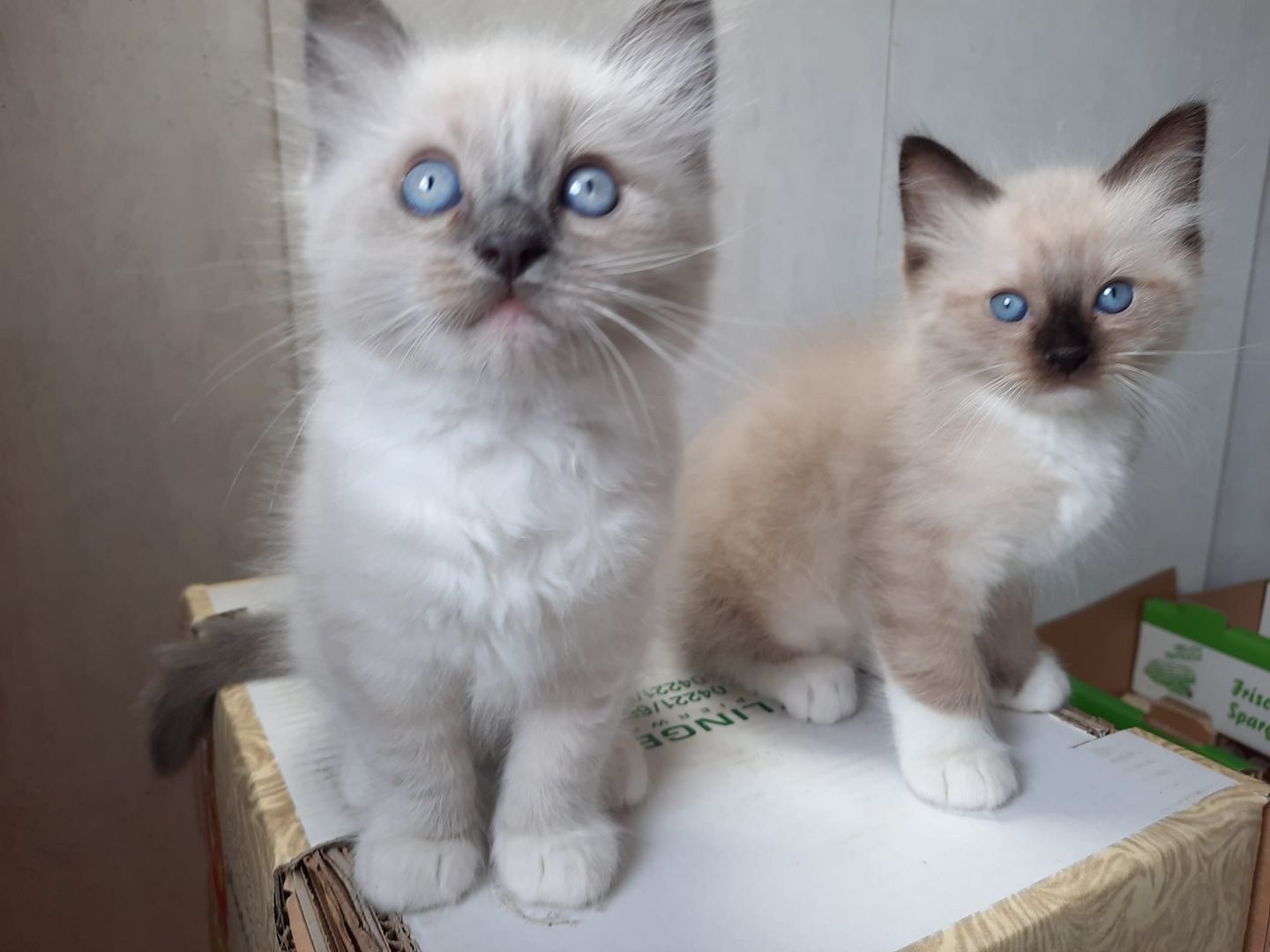 Flauschige Ragdoll Kitten, mitted (traditionell nach Anne Baker) Flauschige Ragdoll Kitten, mitted (traditionell nach Anne Baker)