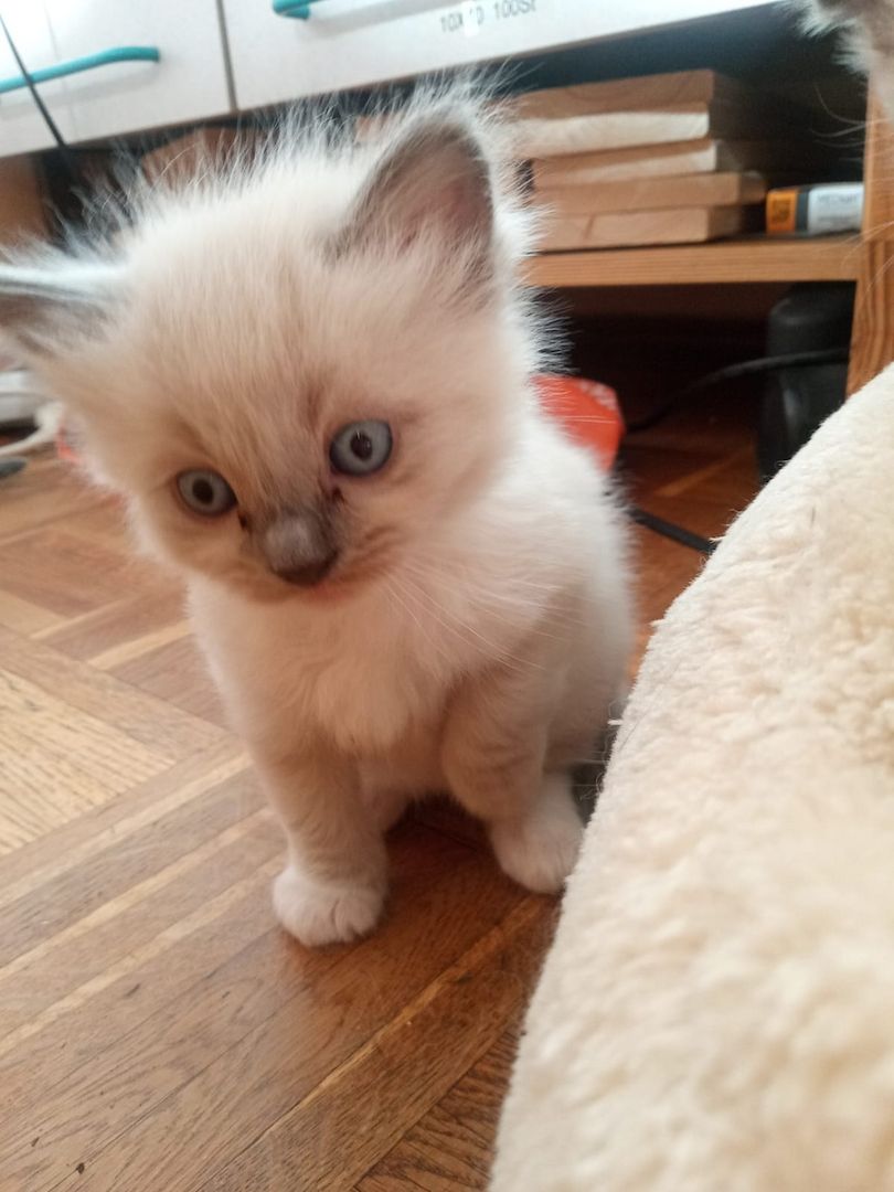 Flauschige Ragdoll Kitten, mitted (traditionell nach Anne Baker) Flauschige Ragdoll Kitten, mitted (traditionell nach Anne Baker)