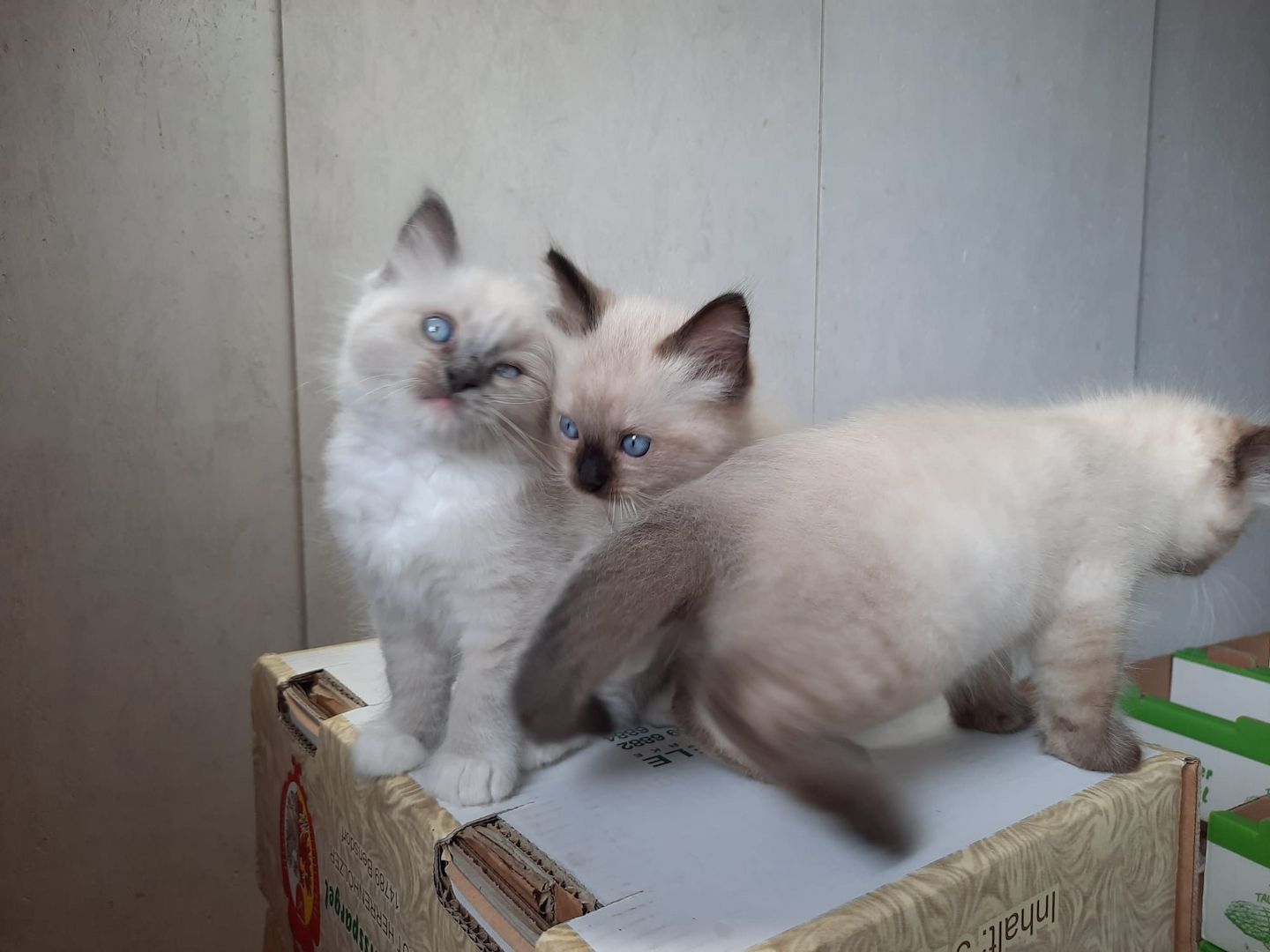 Flauschige Ragdoll Kitten, mitted (traditionell nach Anne Baker) Flauschige Ragdoll Kitten, mitted (traditionell nach Anne Baker)