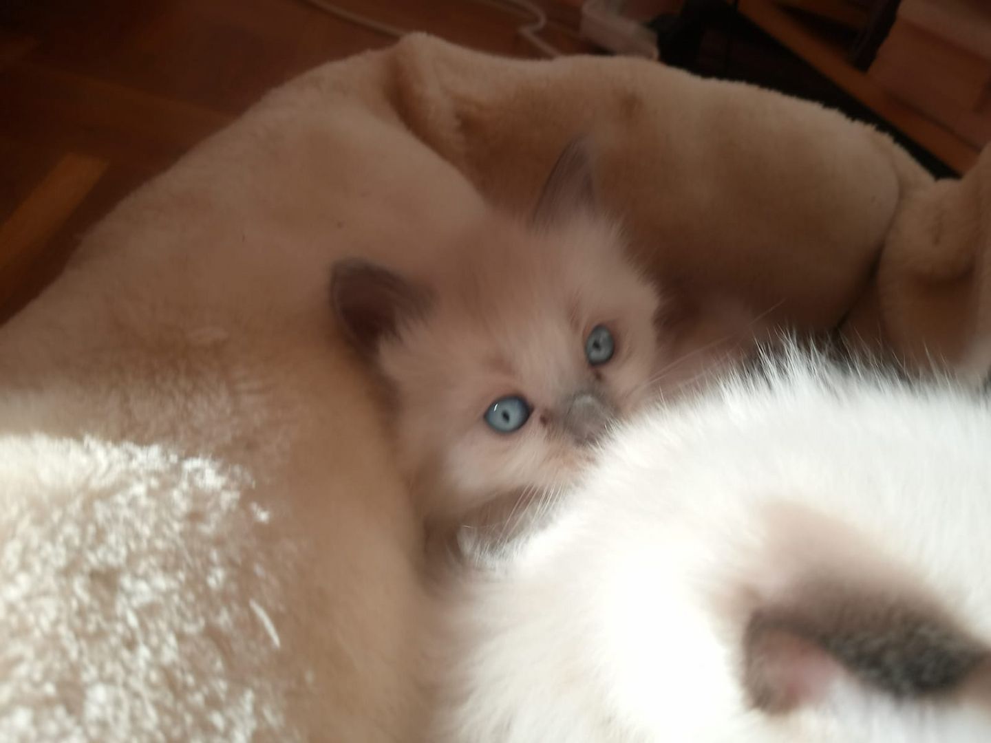 Flauschige Ragdoll Kitten, mitted (traditionell nach Anne Baker) Flauschige Ragdoll Kitten, mitted (traditionell nach Anne Baker)