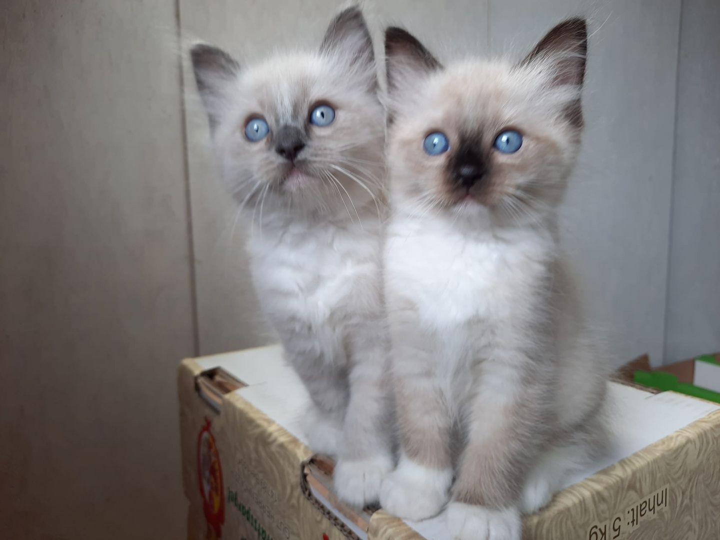 Flauschige Ragdoll Kitten, mitted (traditionell nach Anne Baker) Flauschige Ragdoll Kitten, mitted (traditionell nach Anne Baker)