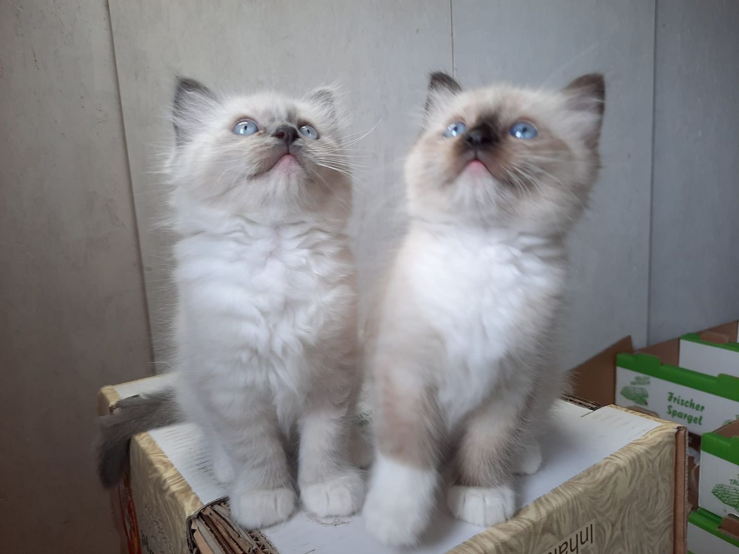 Flauschige Ragdoll Kitten, mitted (traditionell nach Anne Baker) Flauschige Ragdoll Kitten, mitted (traditionell nach Anne Baker)
