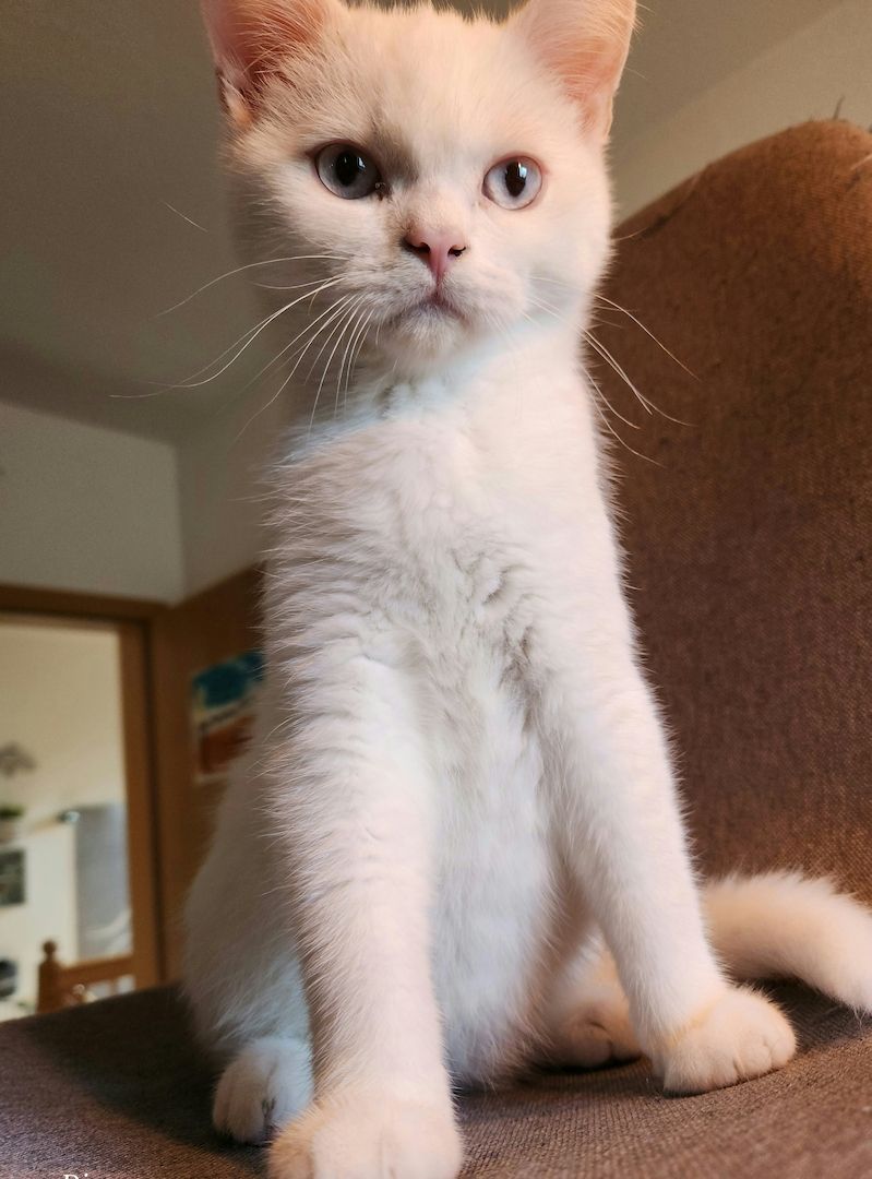 Reinrassige BKH Jungs suchen noch