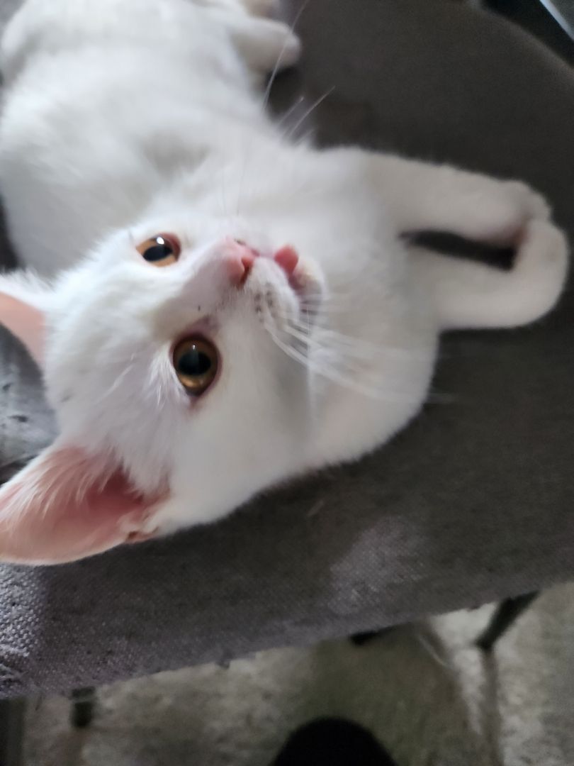 Reinrassige BKH Jungs suchen noch