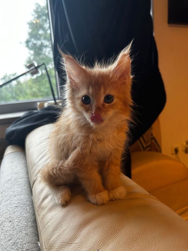 Maine Coon Kitten