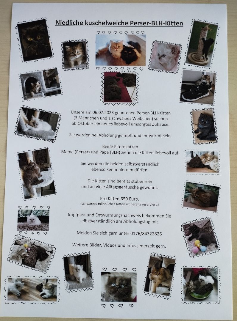 Niedliche kuschelige Perser-BLH-Kitten