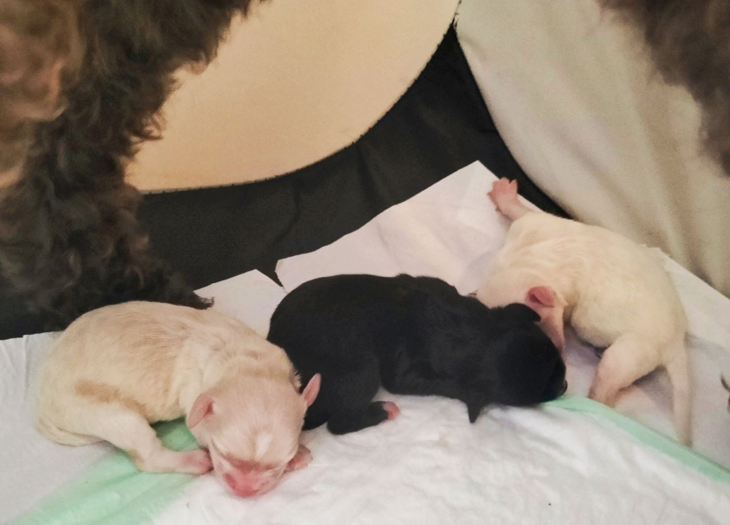 Pudel Malteser Mix Mischling Welpen Anti-Allergiker! Pudel Malteser Mix Mischling Welpen Anti-Allergiker!