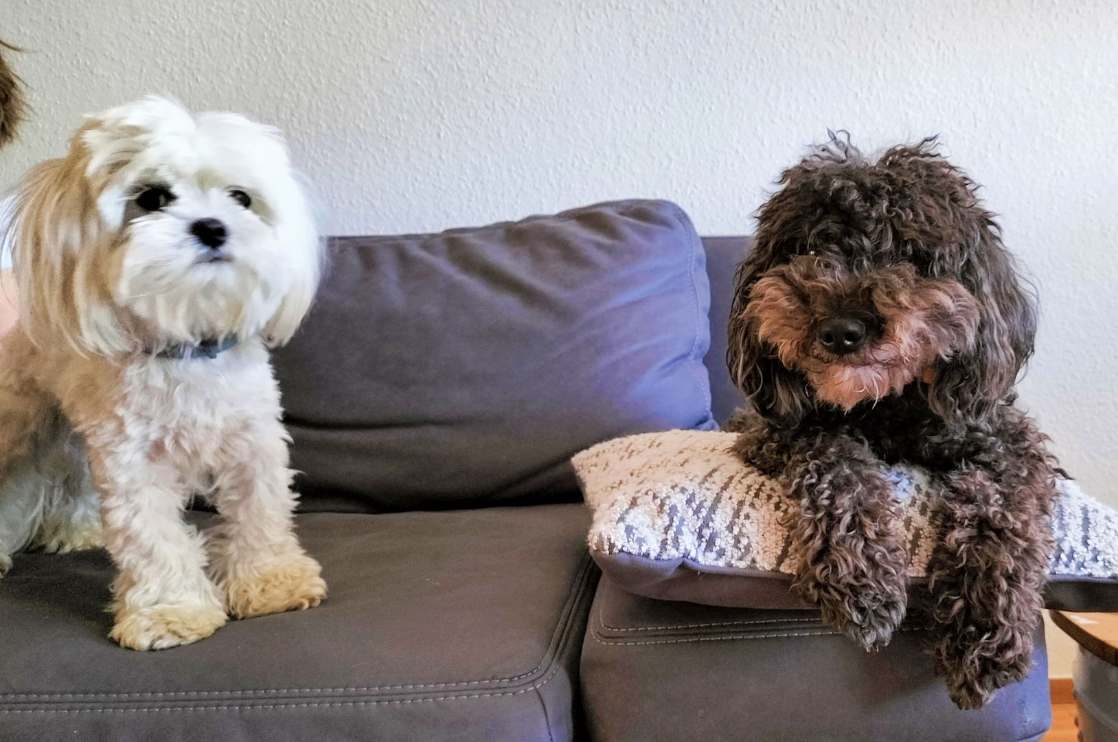 Pudel Malteser Mix Mischling Welpen Anti-Allergiker! Pudel Malteser Mix Mischling Welpen Anti-Allergiker!