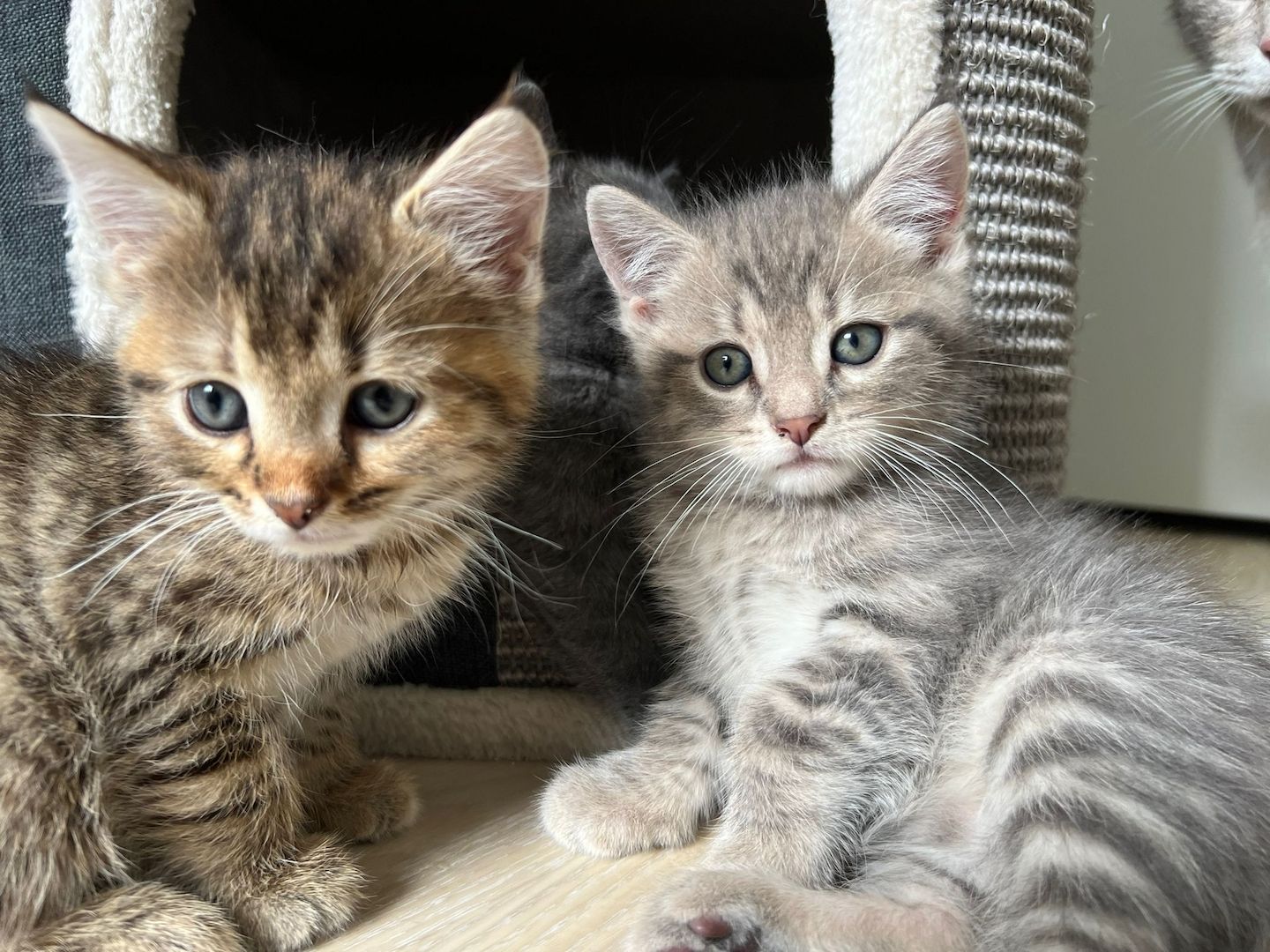 Süße BKH Kätzchen