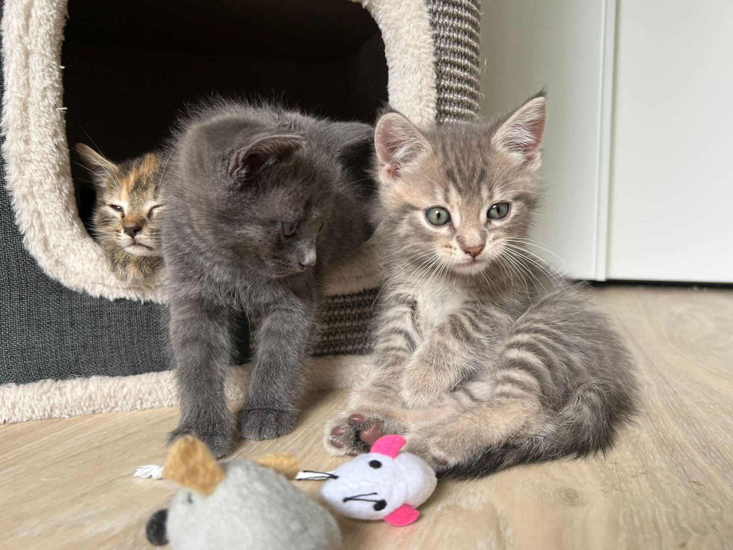 Süße BKH Kätzchen