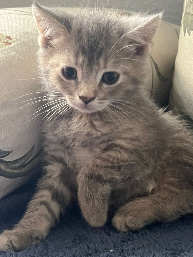 Süße BKH Kätzchen