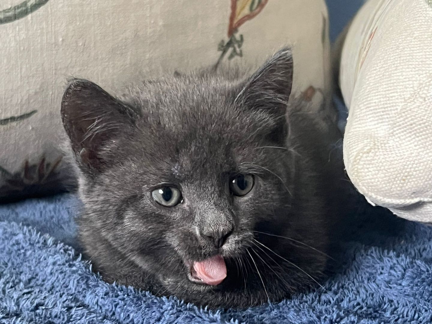 Süße BKH Kätzchen